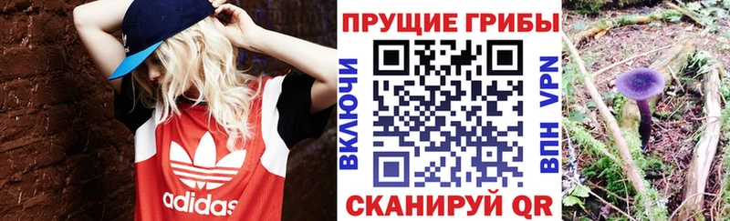 Галлюциногенные грибы Psilocybine cubensis Коряжма